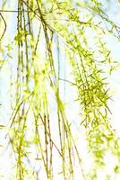 Green leaves in springtime, nature background photo