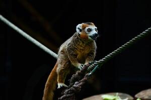Lemur Balancing on a Rope photo