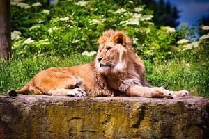 Majestic Lion Resting on Rock photo
