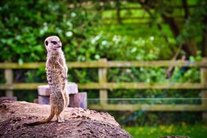 Meerkat standing upright on a rock photo