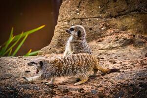 Meerkats on rocky surface photo