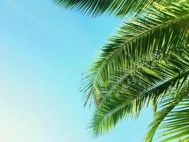 Palm tree leaves and the sky, summertime travel background photo