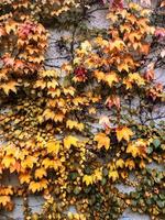 Autumn leaves and trees, nature background photo