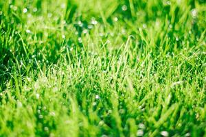 grass on backyard lawn - house, home and gardening concept photo
