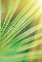 palm leaves in the sunlight - summertime backgrounds and vacations concept photo