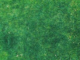 grass on backyard lawn - house, home and gardening concept photo