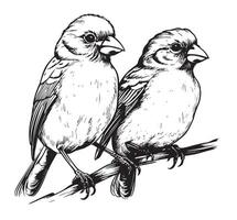 Black and white sketch of a canary bird sitting on a branch vector
