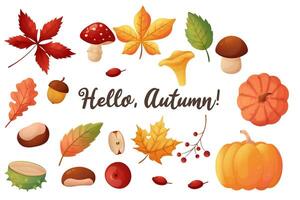 A set of autumn elements. Leaves, mushrooms, chestnuts and pumpkins. Isolated on a white background. vector