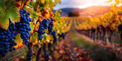 A picturesque vineyard with lush grapevines, highlighting the fruitful bounty of the autumn harvest photo