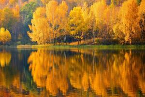 A serene lake reflecting golden autumn trees, encapsulating the tranquil beauty of harvest season photo