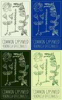 Set of drawing COMMON GYPSYWEED in various colors. Hand drawn illustration. The Latin name is VERONICA OFFICINALIS L. vector