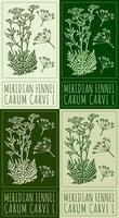 Set of drawing MERIDIAN FENNEL in various colors. Hand drawn illustration. The Latin name is CARUM CARVI L. vector