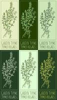 Set of drawing GARDEN THYME in various colors. Hand drawn illustration. The Latin name is THYMUS VULGARIS L. vector