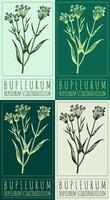 Set of drawing BUPLEURUM in various colors. Hand drawn illustration. The Latin name is BUPLEURUM SCORZONERIFOLIUM WILLD vector