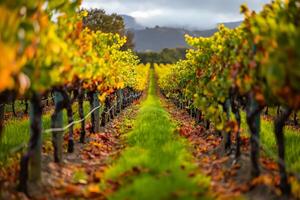 A scenic vineyard with a winding path through rows of grapevine, capturing the essence of harvest tranquility photo