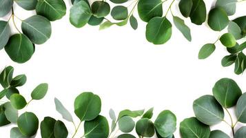 Eucalyptus leaf frame on white background photo