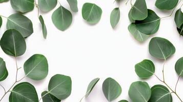 Eucalyptus leaf frame on white background photo