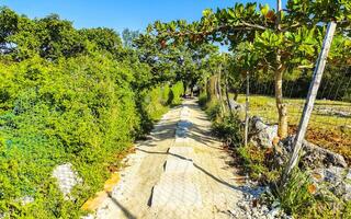 Tropical nature forest and jungle with trees walkways and plants. photo
