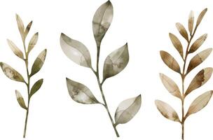 Leaves Watercolor set, Hand drawn illustration. vector