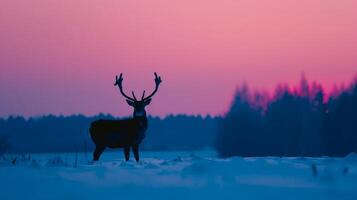 Silhouette of a Deer with Antlers at Sunset on a Snow-Covered Field. Concept of Wildlife, Nature, Spectacular Landscape, Winter photo