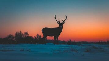 Silhouette of a Deer with Antlers at Sunset on a Snow-Covered Field. Concept of Wildlife, Nature, Spectacular Landscape, Winter photo