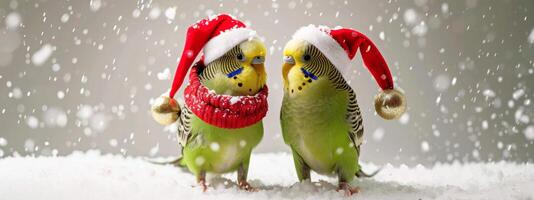 Two parakeets wearing Santa hats in a snowy setting. Concept of Christmas pets, festive birds, holiday season, winter celebration photo