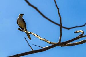 Gray Kingbird white flycatcher tropical bird birds caribbean nature Mexico. photo