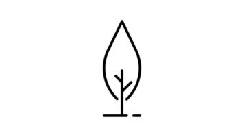 Tree outline icon animation. transparent background video