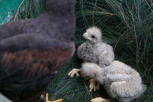 The Harris's Hawk takes care young hawks. photo