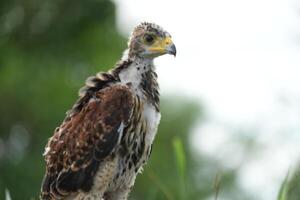 Young little Harris's Hawk living in nature photo