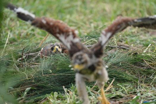 Young little Harris's Hawk living in nature photo