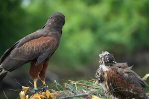The Harris's Hawk takes care young hawks. Predatory bird living in the right environment. Drill view of the bird. photo