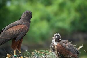 The Harris's Hawk takes care young hawks. Predatory bird living in the right environment. Drill view of the bird. photo