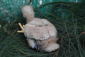 The Harris's Hawk takes care young hawks. photo