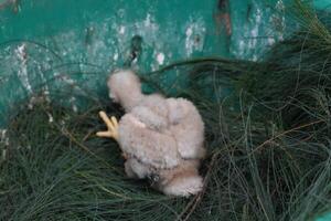 The Harris's Hawk takes care young hawks. photo