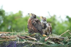 The Harris's Hawk takes care young hawks. photo