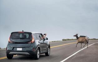 The car of travelers taking photo with the deer while it crossing the road at Rocky mountain national park, Colorado.