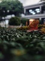 a leaf lying on the grass in front of a building photo