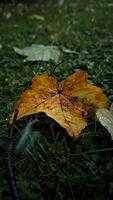 a yellow leaf that is on the ground photo