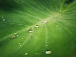 Close up water droplets on the taro leaf photo