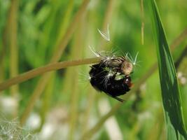 Bumblebee on a dandelion photo