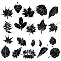 set of silhouettes of leaves of various shapes and sizes, natural elements from various types of trees for design vector