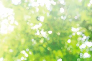 Green Leaf Bokeh, Abstract Nature Background with Soft Focus photo