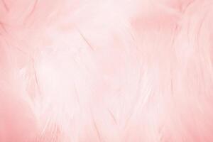 Soft Pink Feather Pattern Texture, Elegant Abstract Background photo