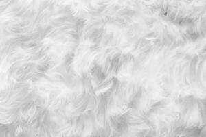 Macro Shot of Plush Sheep Wool for Textile Background photo