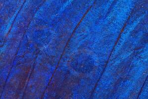 Cyan Morpho Butterfly Wing Close-Up Macro Texture Background photo