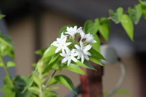 jasmine flowers on the tree in nature bokeh background. A close-up view of the beauty of the jasmine flowers that are blooming in the morning photo