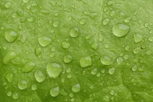 Vibrant Close-Up, Macro Shot of Rain-Kissed Green Lettuce Leaf with Water Droplets photo