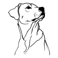 Outline portrait of labrador. Hand drawn dog illustration in black color isolated on white background. Line art. Engraved style vector