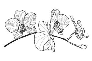 Outline orchid flower branch. Hand drawn sketch black and white illustration. Line art. Engraved style vector
